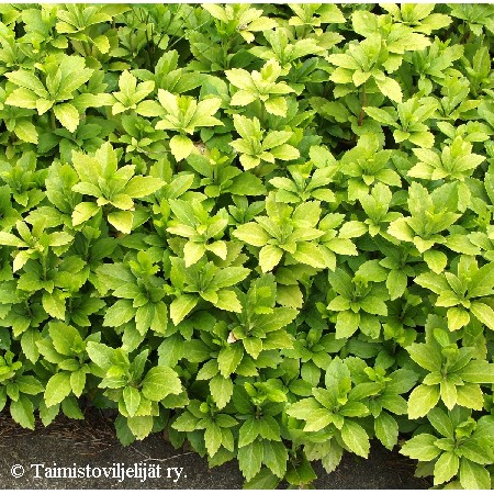 Pachysandra terminalis